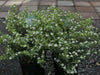 Mexican Heather, WHITE (LIVE STARTER PLANT)  flowering SHRUB - Caribbean garden seed