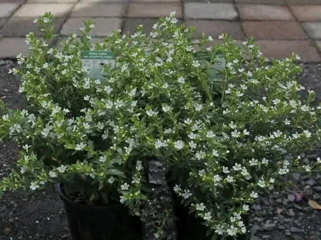 Mexican Heather, WHITE (LIVE STARTER PLANT)  flowering SHRUB - Caribbean garden seed
