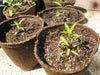 Mexican Mint SEEDS, PERENNIAL HERB - Caribbean garden seed