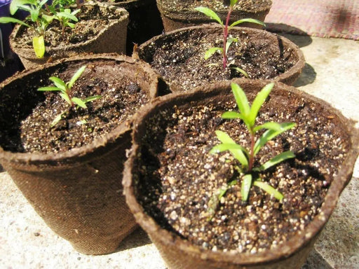 Mexican Mint SEEDS, PERENNIAL HERB - Caribbean garden seed