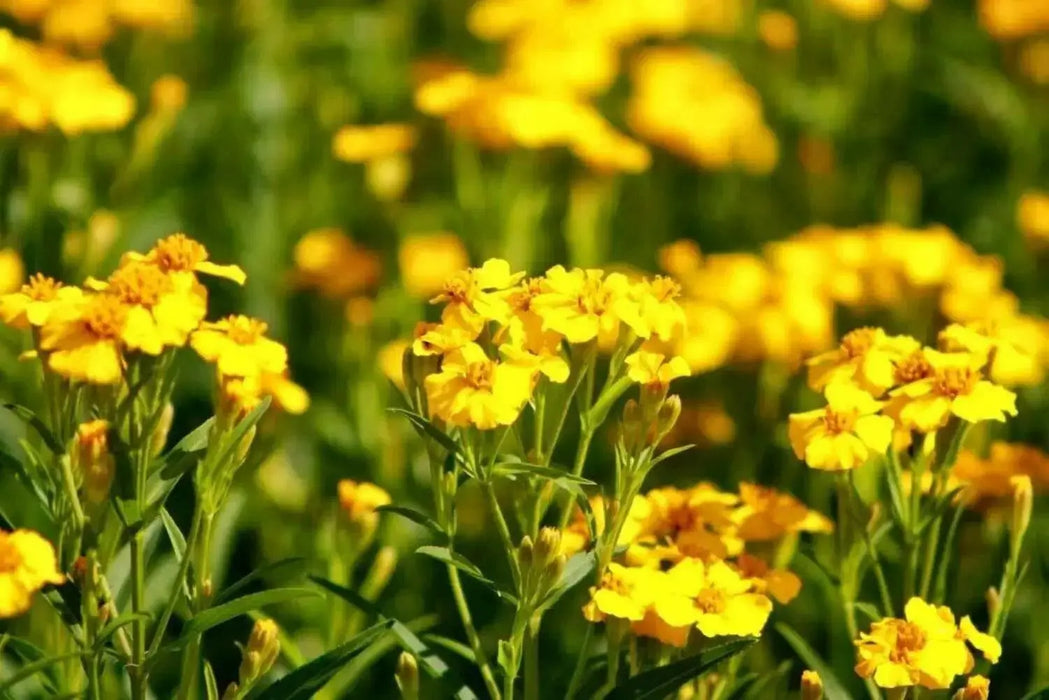 Mexican Mint SEEDS, PERENNIAL HERB - Caribbean garden seed