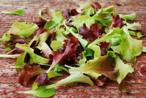 Mesclun Mix Seeds, All Lettuce Salad BLEND - Caribbean garden seed