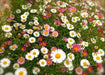 Mexican fleabane Daisy Seeds  'Perennial flowers,Groundcover - Caribbean garden seed