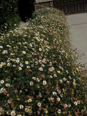 Mexican fleabane Daisy Seeds  'Perennial flowers,Groundcover - Caribbean garden seed