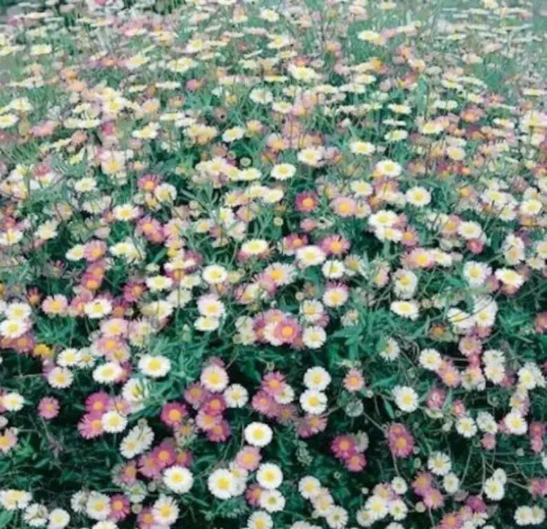 Mexican fleabane Daisy Seeds  'Perennial flowers,Groundcover - Caribbean garden seed
