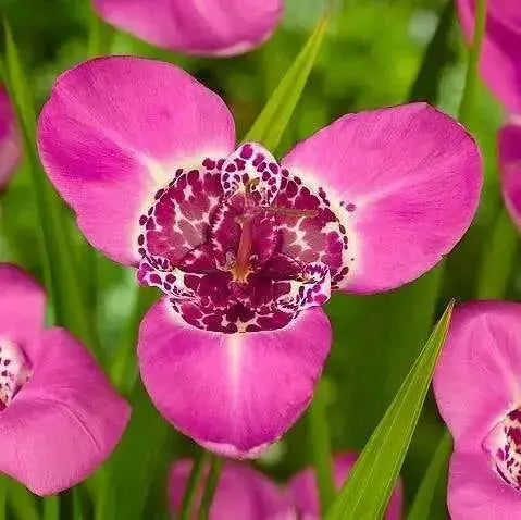 Mexican Shell Flower BULBS, Tigridia PINK - Caribbean garden seed
