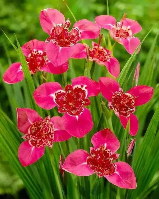 Mexican Shell Flower BULBS, Tigridia PINK - Caribbean garden seed