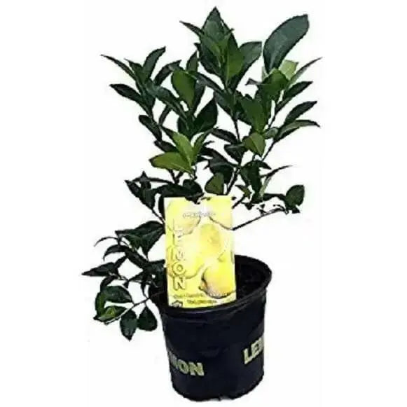 Meyer Lemon Tree, GROW Indoors/Outdoor - Caribbean garden seed