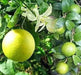 Meyer Lemon Tree, GROW Indoors/Outdoor - Caribbean garden seed