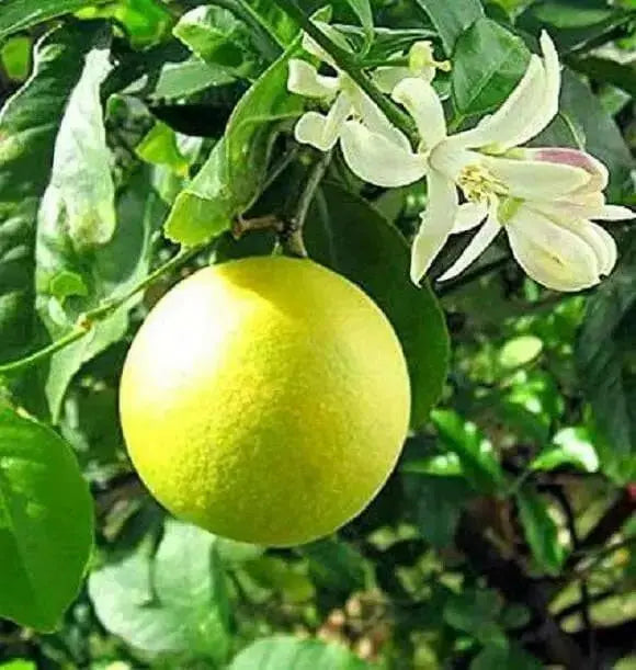 Meyer Lemon Tree, GROW Indoors/Outdoor - Caribbean garden seed