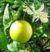 Meyer Lemon Tree, GROW Indoors/Outdoor - Caribbean garden seed