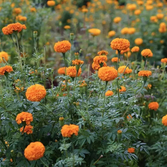 Mexican marigold  flowers Seeds , Tagetes erecta - Caribbean garden seed