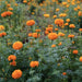 Mexican marigold  flowers Seeds , Tagetes erecta - Caribbean garden seed