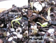Mexican marigold  flowers Seeds , Tagetes erecta - Caribbean garden seed