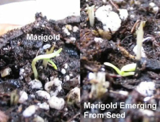 Mexican marigold  flowers Seeds , Tagetes erecta - Caribbean garden seed