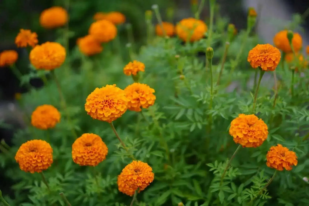 Mexican marigold  flowers Seeds , Tagetes erecta - Caribbean garden seed