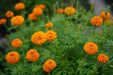 Mexican marigold  flowers Seeds , Tagetes erecta - Caribbean garden seed