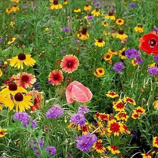 Midwest Wildflower Seed Mix, annuals and perennials - Caribbean garden seed