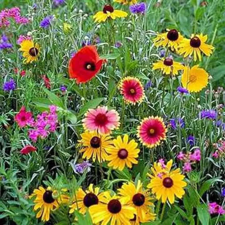 Midwest Wildflower Seed Mix, annuals and perennials - Caribbean garden seed