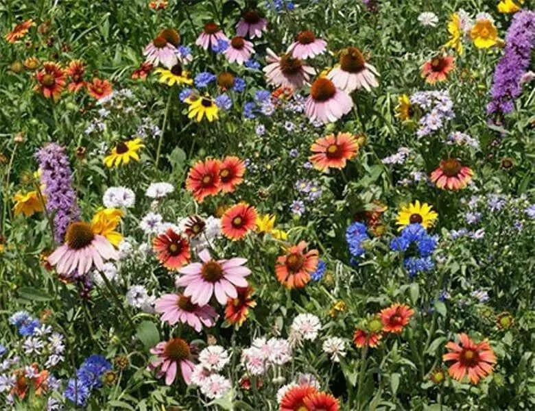 Midwest Wildflower Seed Mix, annuals and perennials - Caribbean garden seed