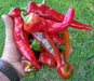 Melrose Sweet Pepper SEEDS, Capsicum annuum - Caribbean garden seed