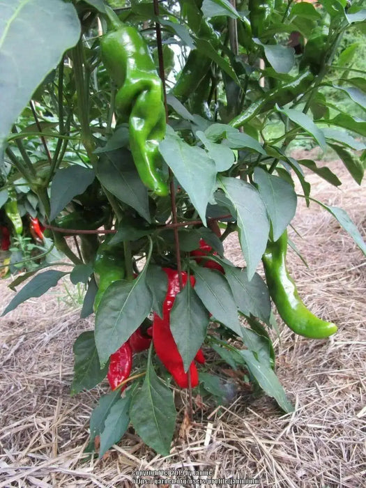 Melrose Sweet Pepper SEEDS, Capsicum annuum - Caribbean garden seed