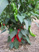Melrose Sweet Pepper SEEDS, Capsicum annuum - Caribbean garden seed