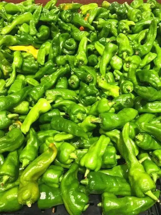 Melrose Sweet Pepper SEEDS, Capsicum annuum - Caribbean garden seed