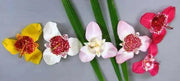 Mexican Shell Flower SEEDS  (Tigridia pavonia) 'Color Mix' - Caribbean garden seed