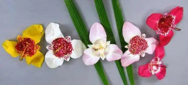 Mexican Shell Flower SEEDS  (Tigridia pavonia) 'Color Mix' - Caribbean garden seed