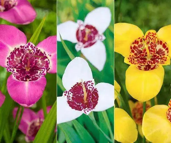 Mexican Shell Flower SEEDS  (Tigridia pavonia) 'Color Mix' - Caribbean garden seed