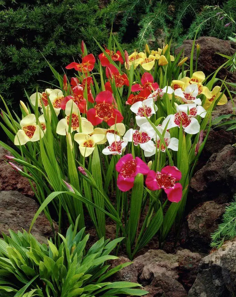 Mexican Shell Flower SEEDS  (Tigridia pavonia) 'Color Mix' - Caribbean garden seed
