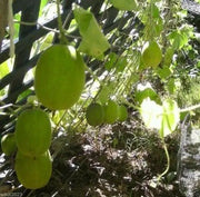 Melons Seeds , VINE PEACH, - Caribbean garden seed