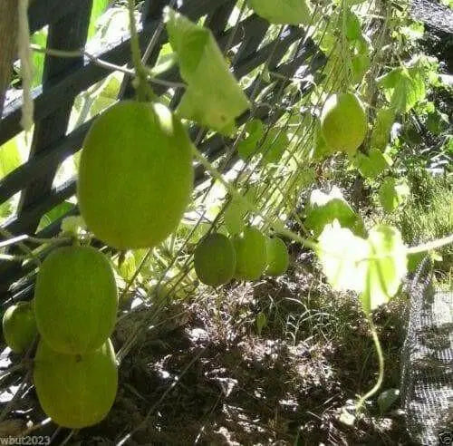 Melons Seeds , VINE PEACH, - Caribbean garden seed