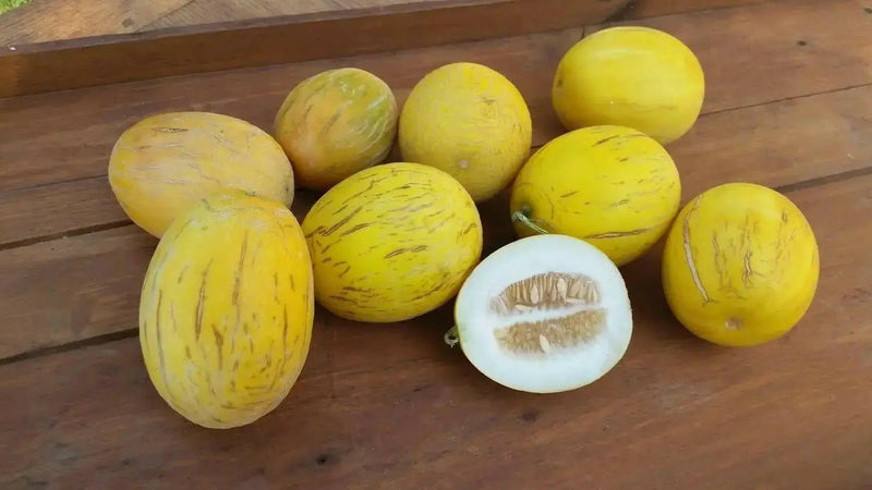 Melons Seeds , VINE PEACH, - Caribbean garden seed