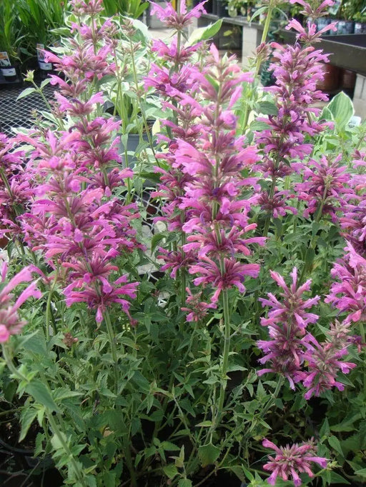 Mexican hyssop seeds , Perennial herb - Caribbean garden seed