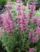 Mexican hyssop seeds , Perennial herb - Caribbean garden seed