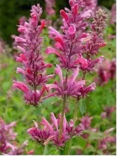 Mexican hyssop seeds , Perennial herb - Caribbean garden seed
