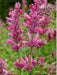 Mexican hyssop seeds , Perennial herb - Caribbean garden seed