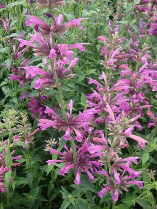 Mexican hyssop seeds , Perennial herb - Caribbean garden seed