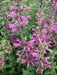 Mexican hyssop seeds , Perennial herb - Caribbean garden seed
