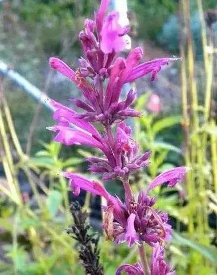 Mexican hyssop seeds , Perennial herb - Caribbean garden seed