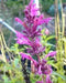Mexican hyssop seeds , Perennial herb - Caribbean garden seed