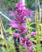 Mexican hyssop seeds , Perennial herb - Caribbean garden seed