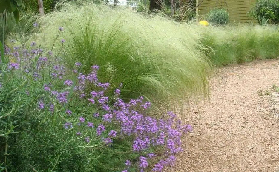 Mexican Feather Grass Seeds -ORNAMENTAL GRASS,PERENNIAL - Caribbean garden seed