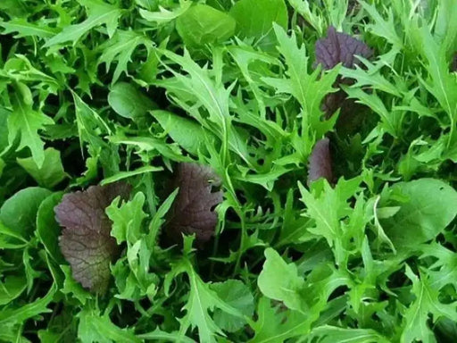 Mild and Wild Brassica Mix, Organic Salad Vegetable Seeds ! A good mix for the spring. - Caribbean garden seed