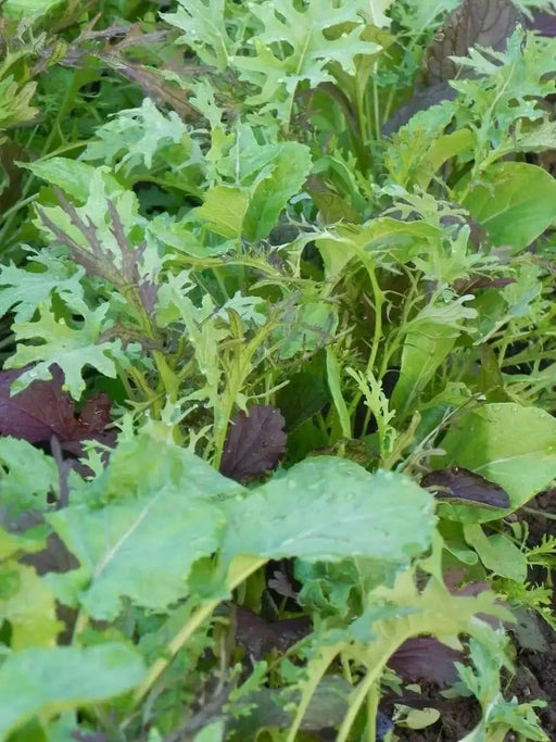 Mild and Wild Brassica Mix, Organic Salad Vegetable Seeds ! A good mix for the spring. - Caribbean garden seed