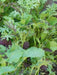 Mild and Wild Brassica Mix, Organic Salad Vegetable Seeds ! A good mix for the spring. - Caribbean garden seed