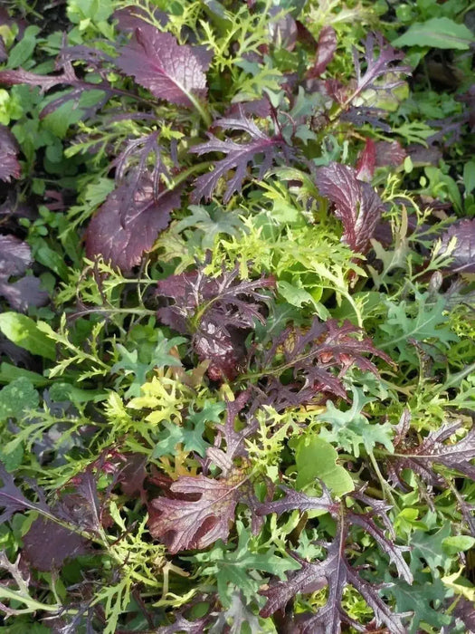 Mild and Wild Brassica Mix, Organic Salad Vegetable Seeds ! A good mix for the spring. - Caribbean garden seed