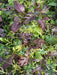 Mild and Wild Brassica Mix, Organic Salad Vegetable Seeds ! A good mix for the spring. - Caribbean garden seed